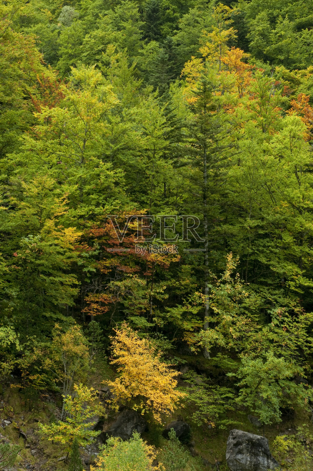 秋天的森林照片摄影图片