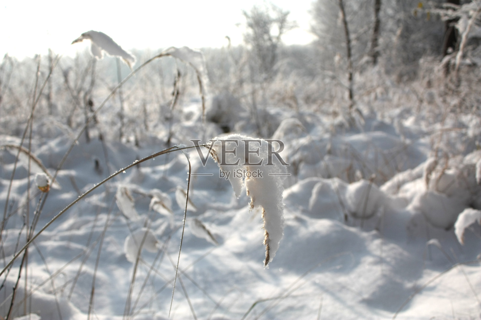 冬天照片摄影图片