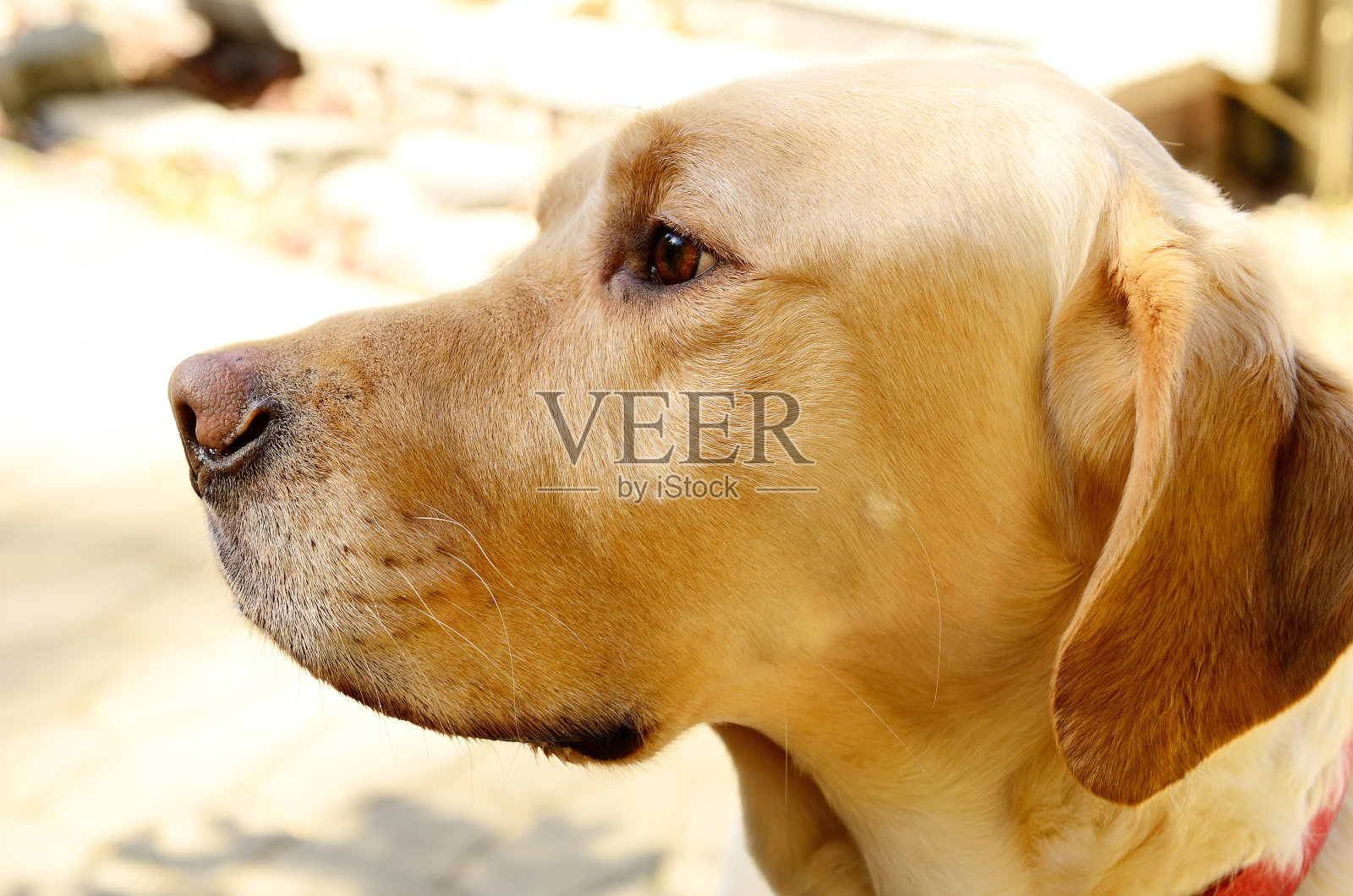 金色的实验室照片摄影图片