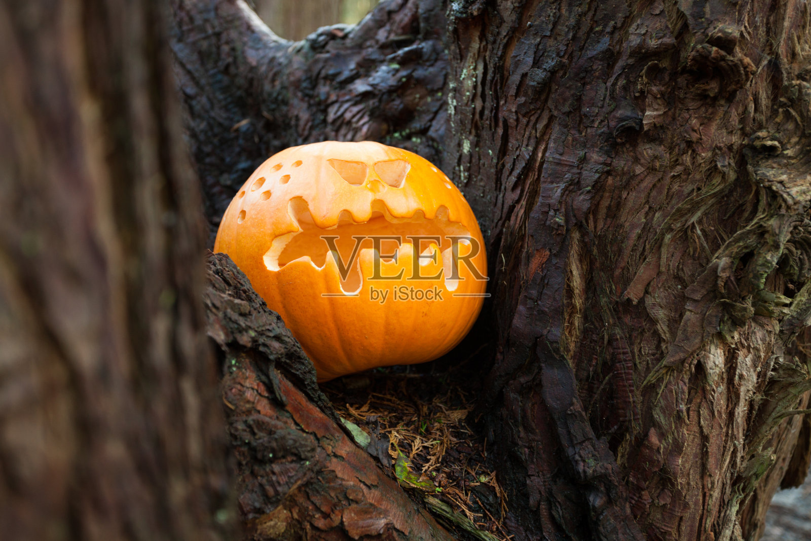 万圣节南瓜挂在树上照片摄影图片