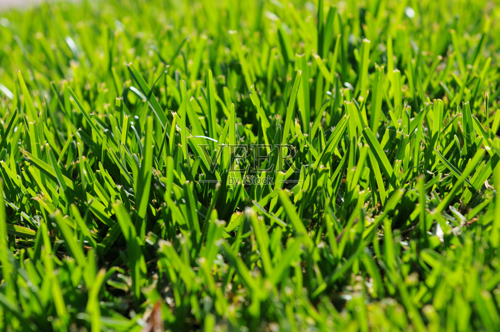 阳光下的绿草照片摄影图片