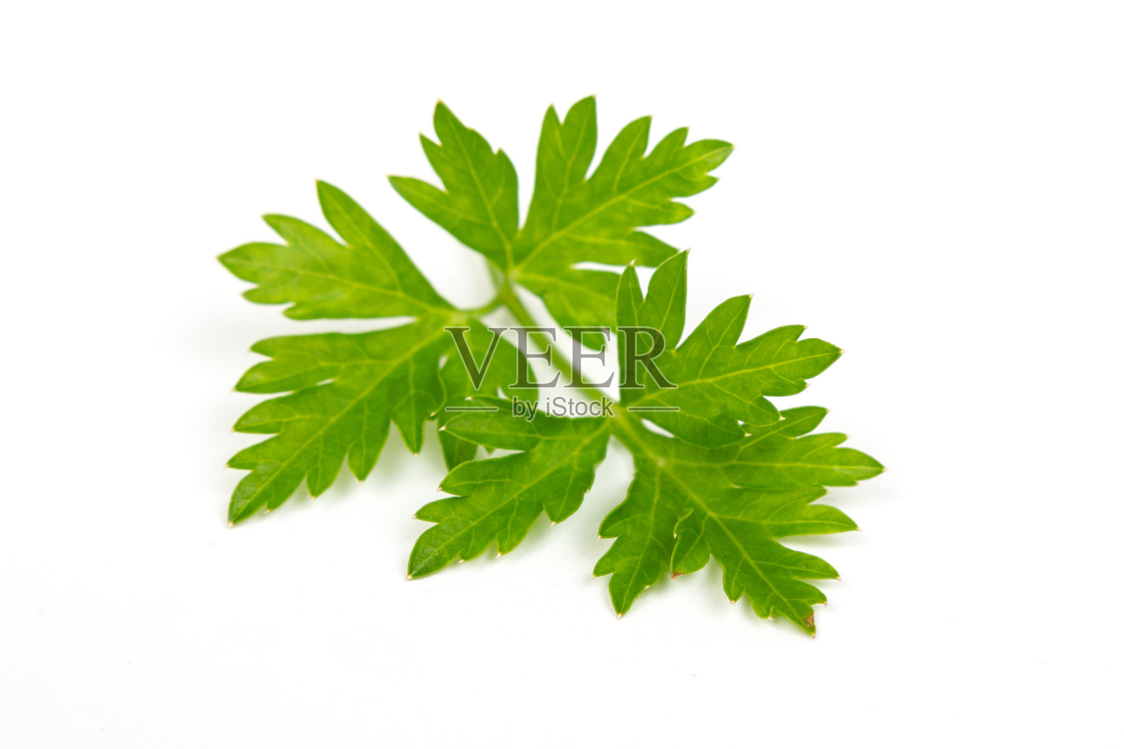 新鲜香草:白色上孤立的欧芹照片摄影图片