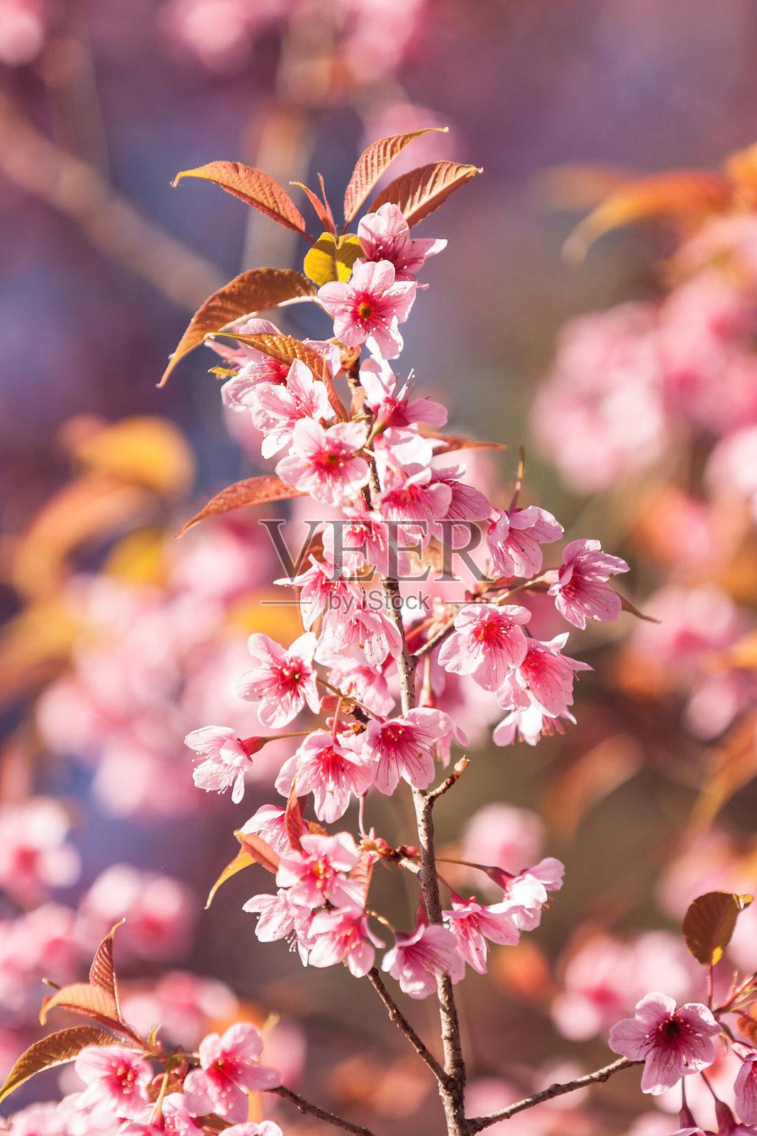 樱花粉色的花照片摄影图片