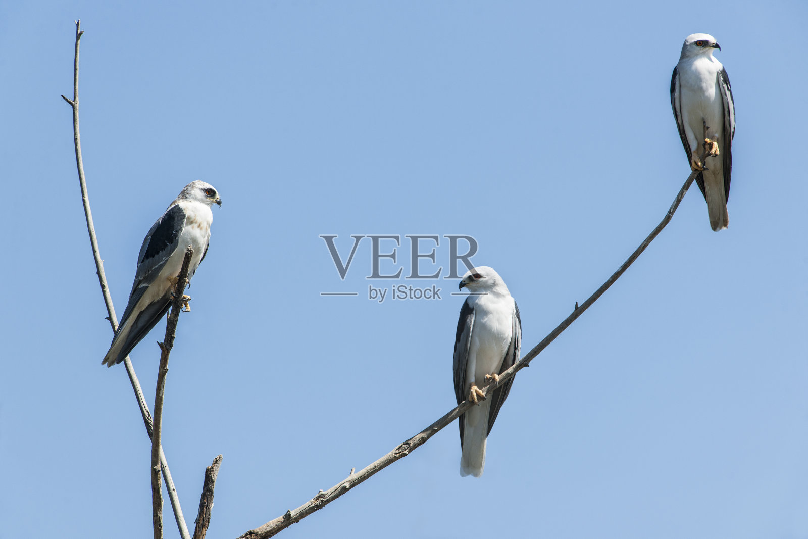 三个白尾鸢照片摄影图片