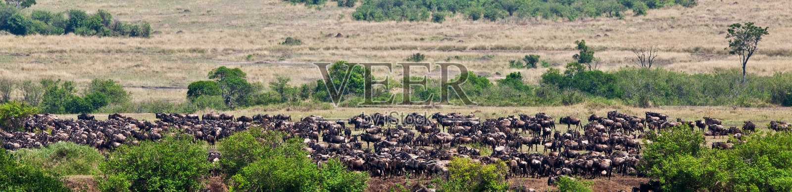肯尼亚马赛马拉国家公园里的角马照片摄影图片