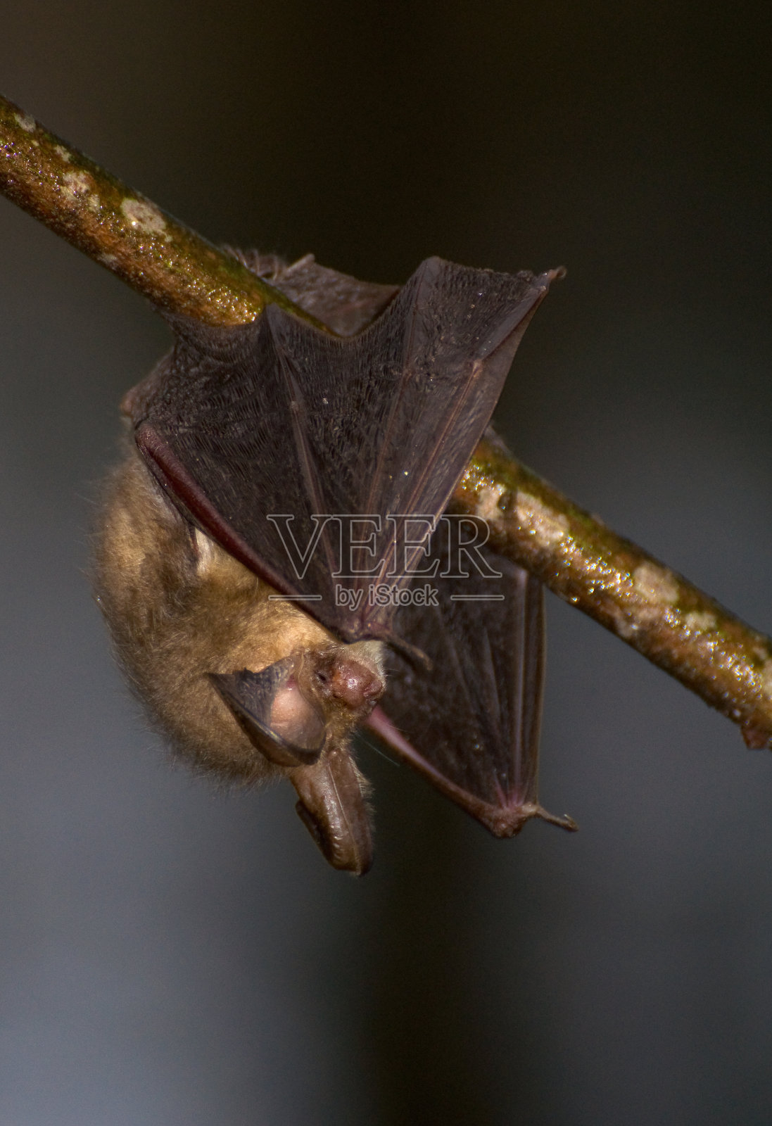 普莱科图斯 ·奥图斯照片摄影图片