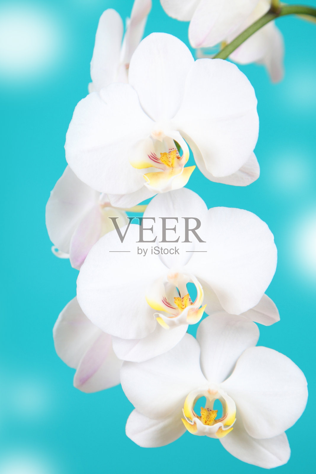 白色的兰花照片摄影图片