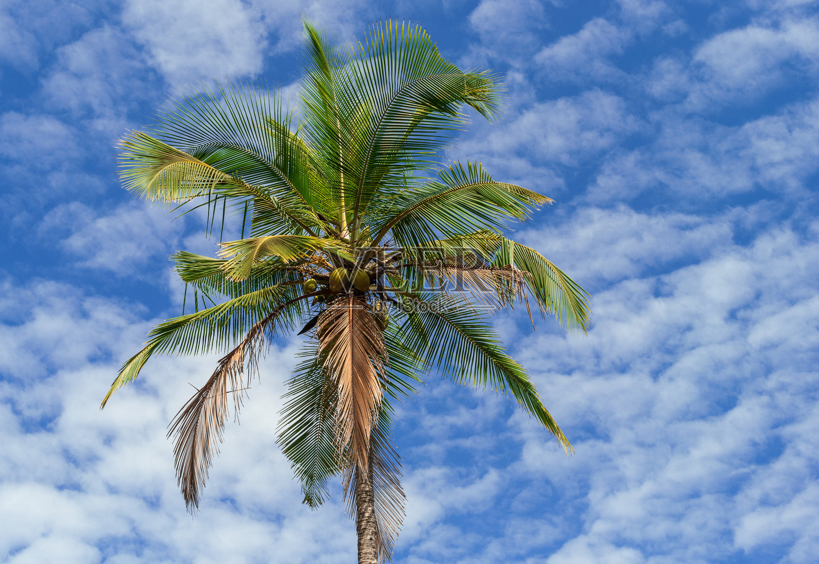 棕榈树照片摄影图片
