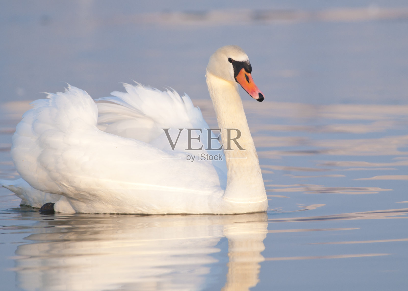 疣鼻天鹅照片摄影图片