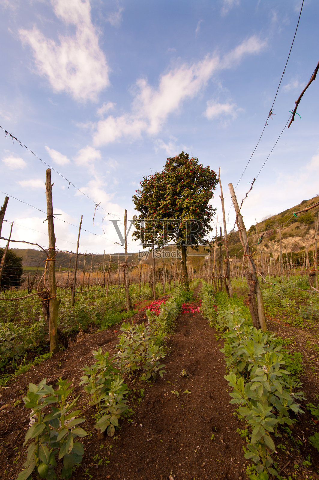 木兰树照片摄影图片