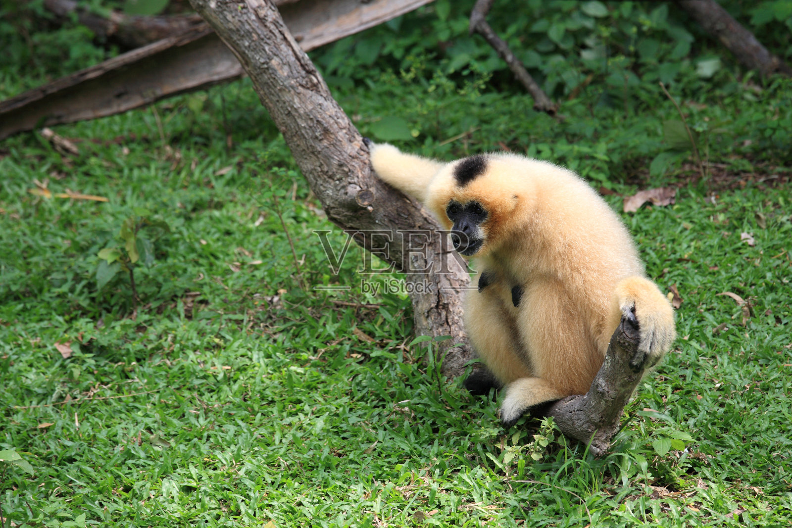 棕色长臂猿坐在树上照片摄影图片