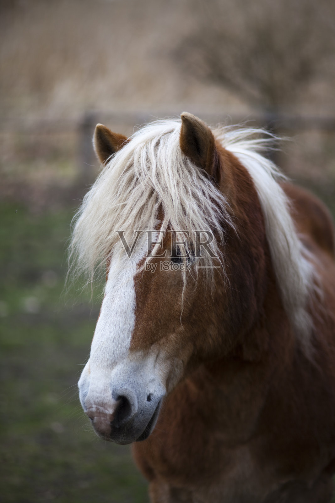 马在柏林照片摄影图片