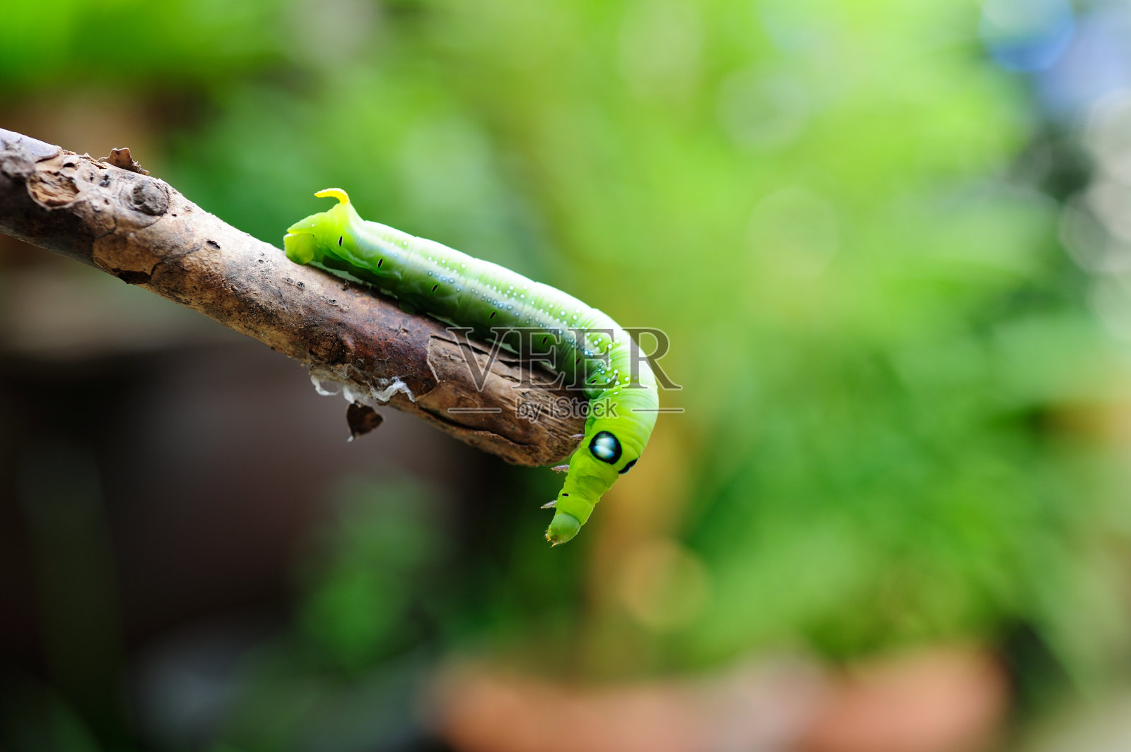 树枝上的毛毛虫。照片摄影图片