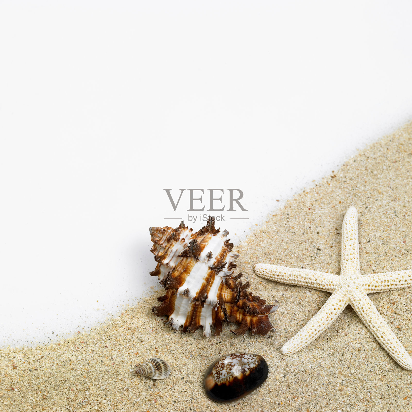 海洋生物照片摄影图片