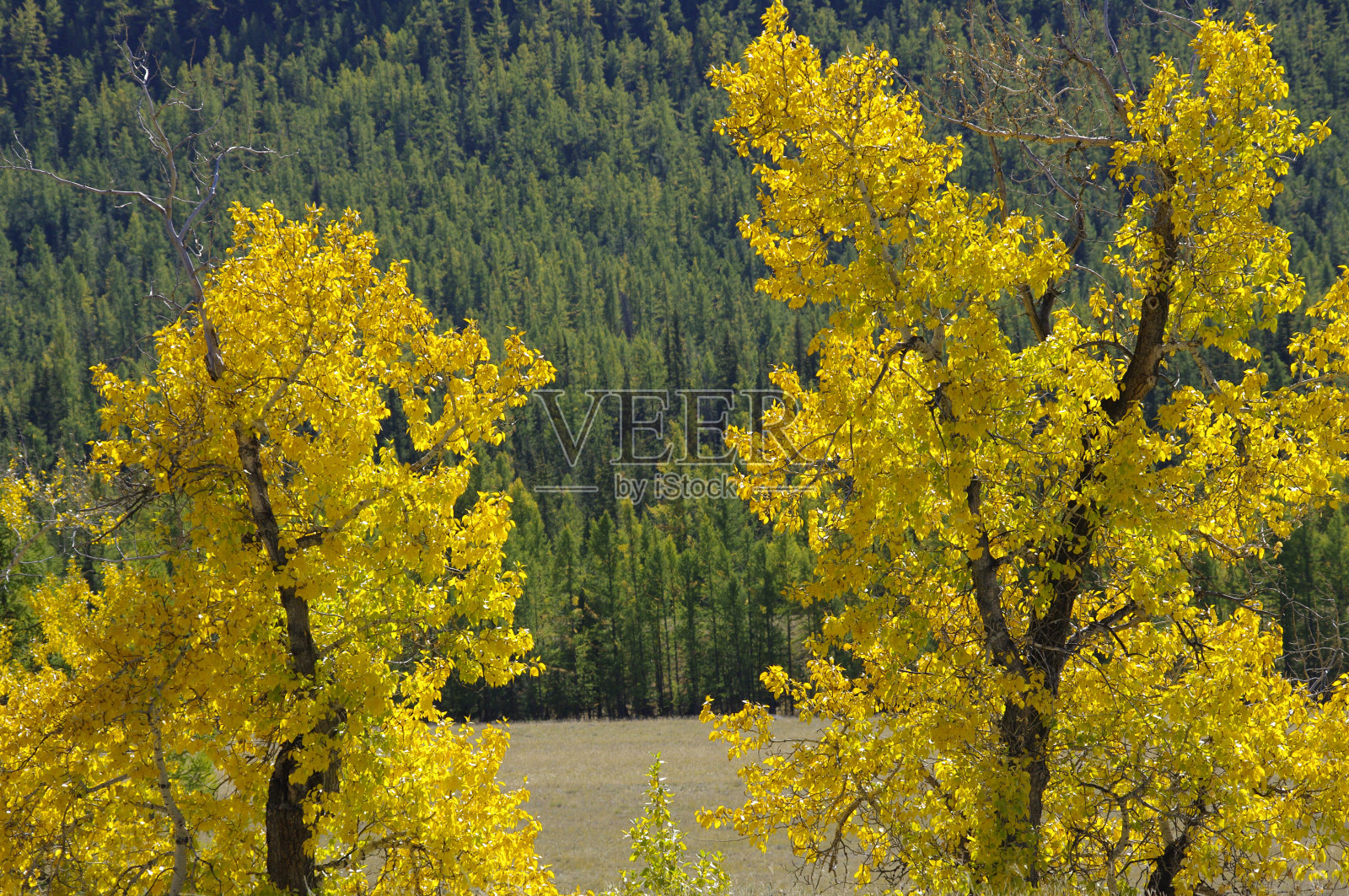 非常美丽的秋天的树。照片摄影图片