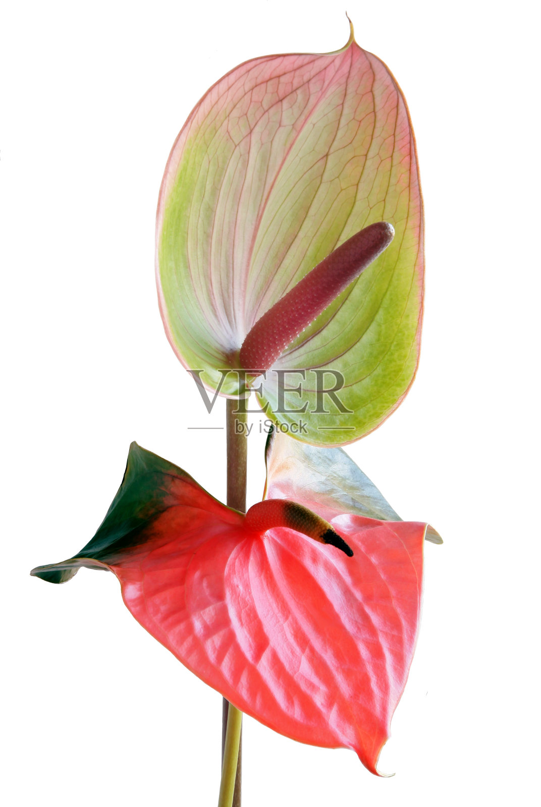 多色漂亮的花冠照片摄影图片