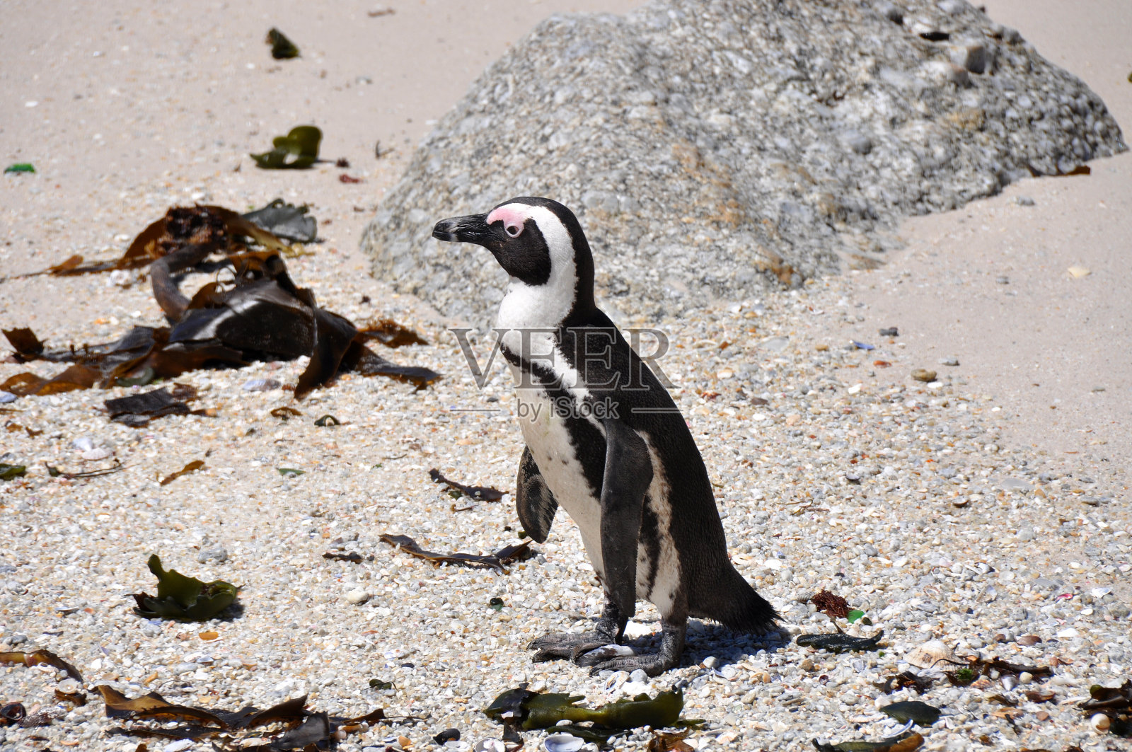 Pinquin站在海滩上照片摄影图片