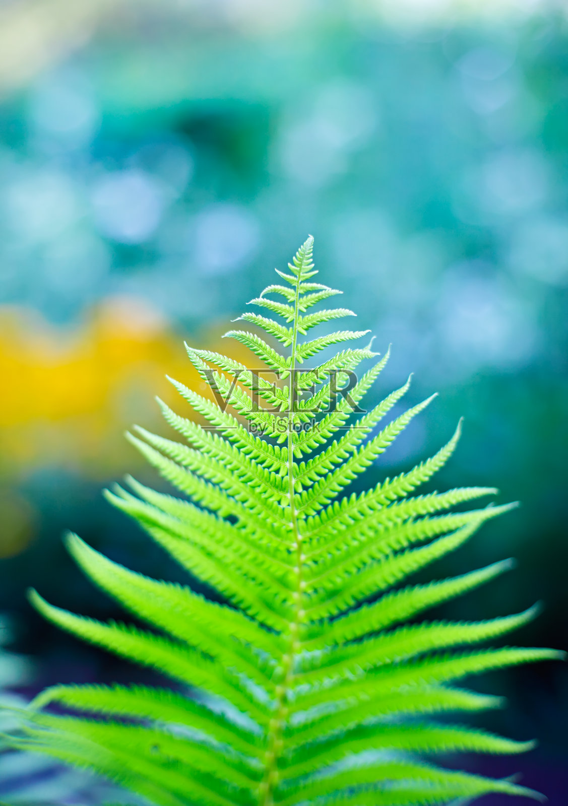 蕨枝特写，浅景深拍摄照片摄影图片