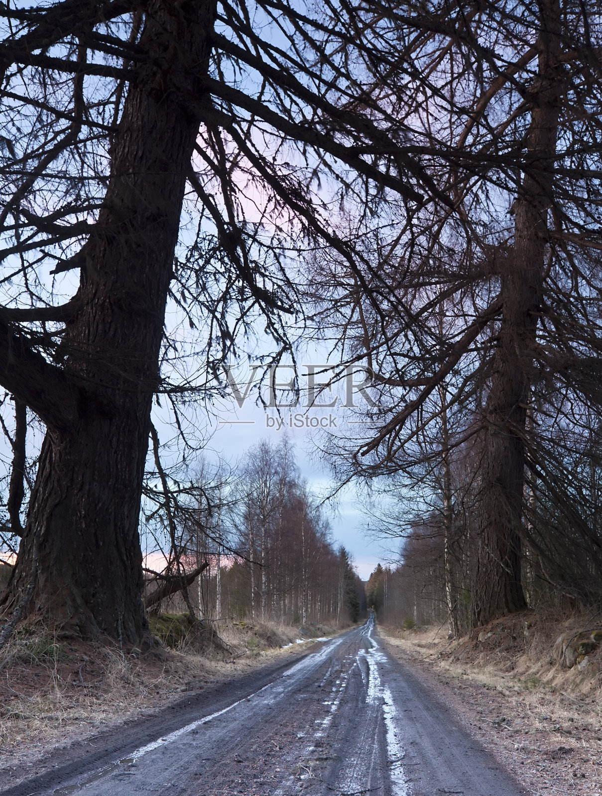 潮湿的春路上有老落叶松照片摄影图片