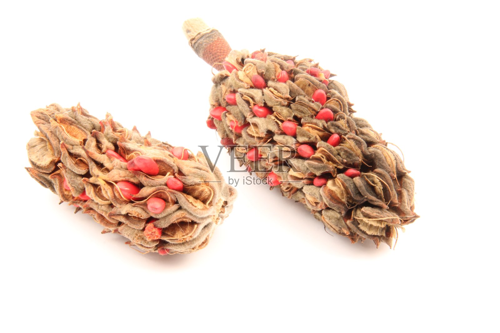 木兰的种子照片摄影图片