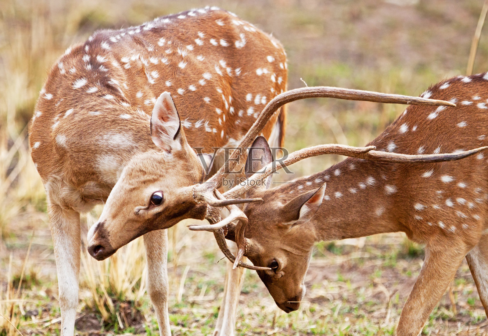 Chital或cheetal鹿(轴心轴)照片摄影图片