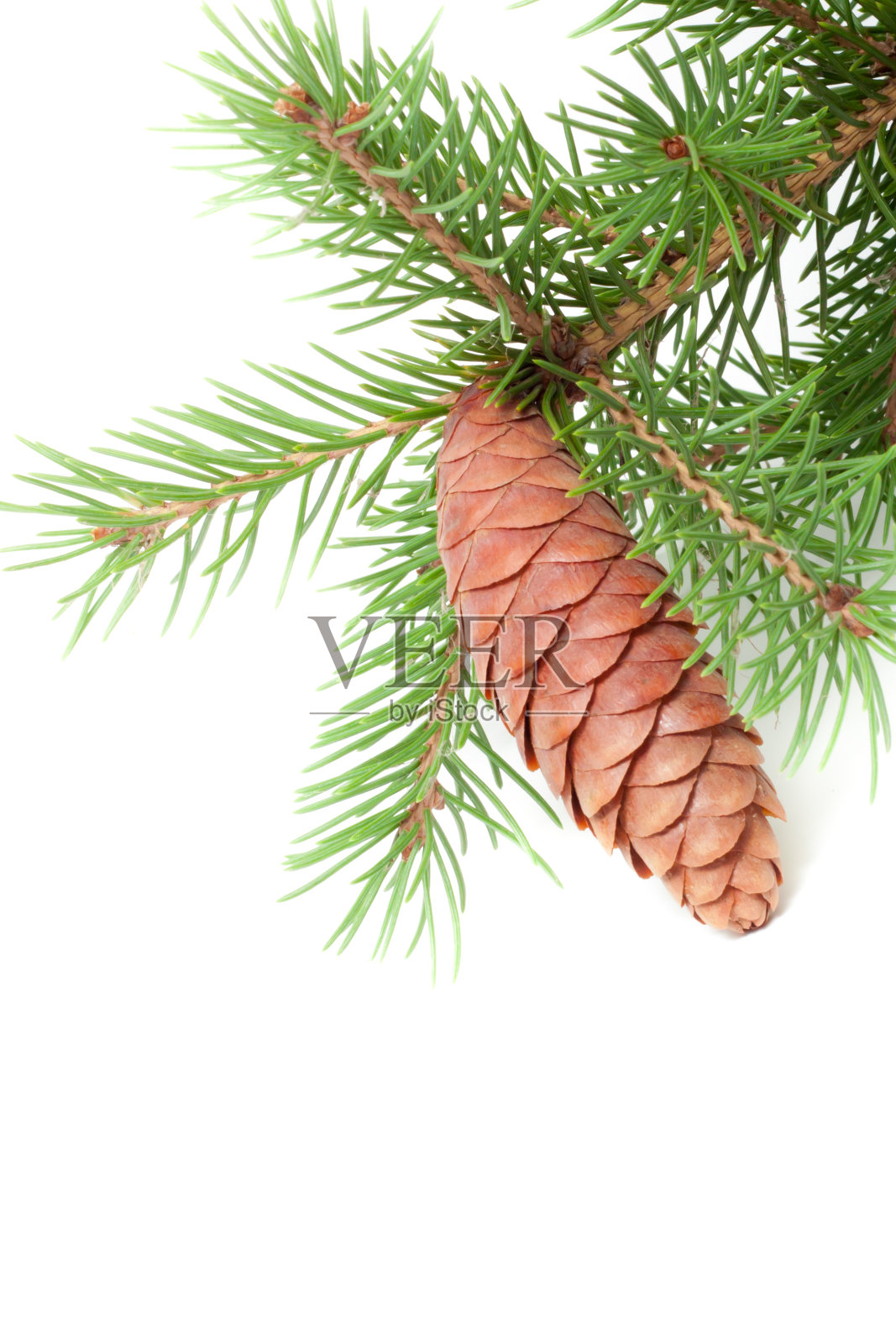 松果和松针照片摄影图片