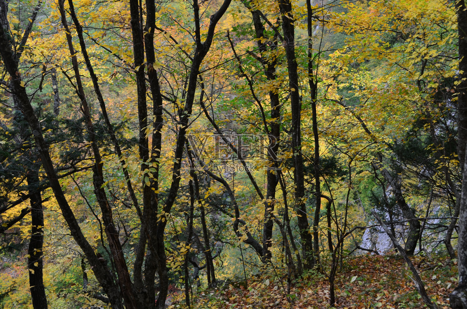 克里米亚大峡谷照片摄影图片