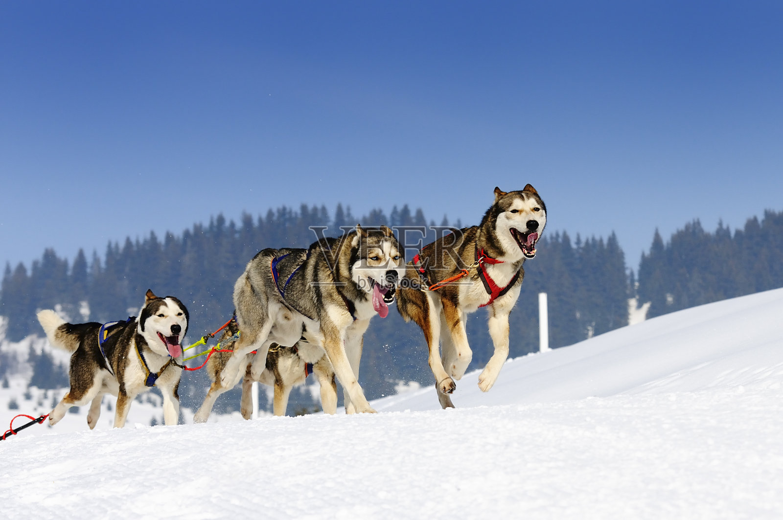 四只雪橇狗在雪山上奔跑照片摄影图片