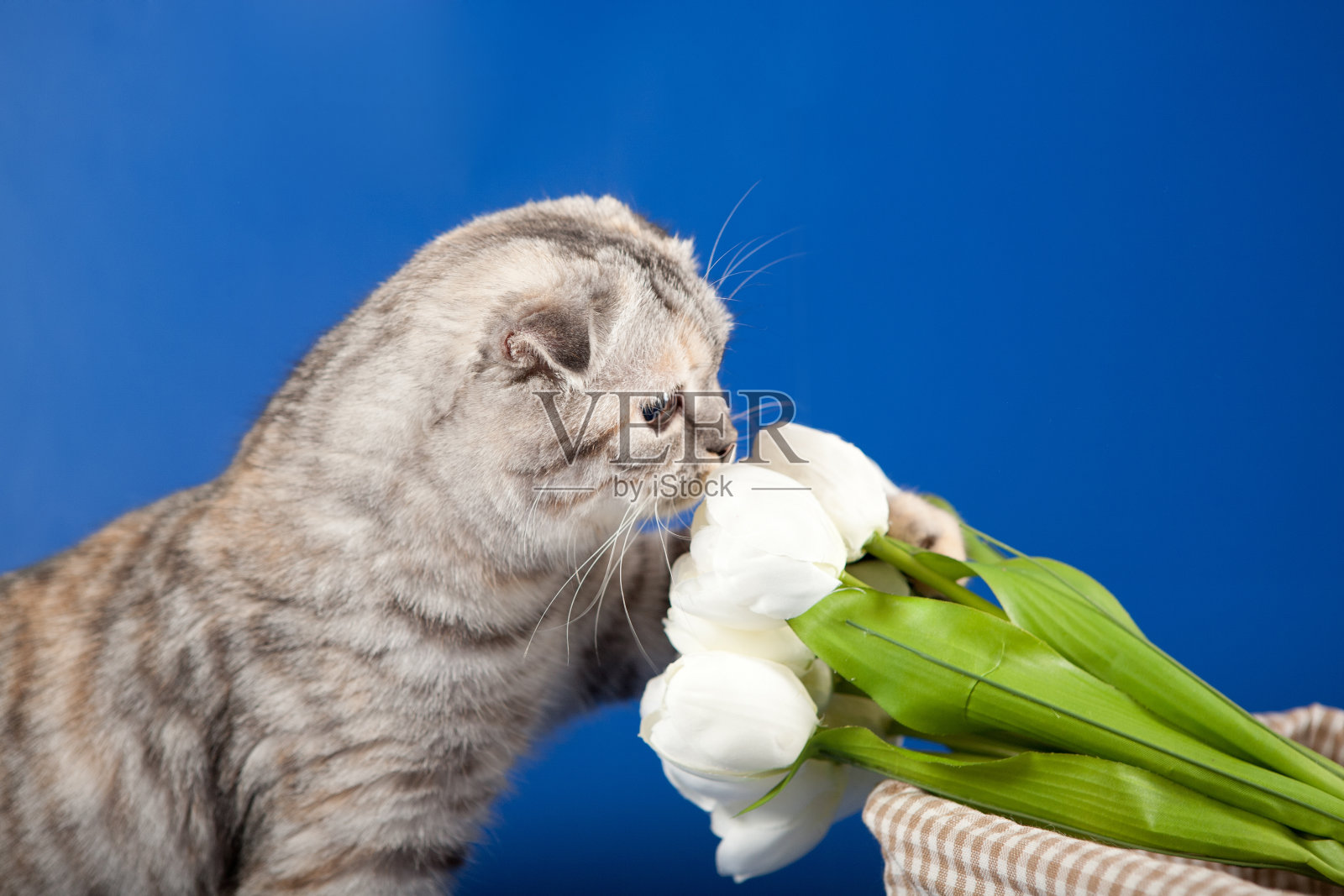 苏格兰直小猫照片摄影图片