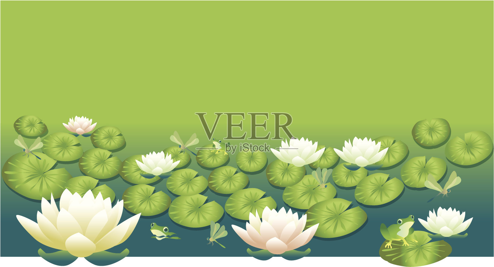 lotus睡莲照片摄影图片