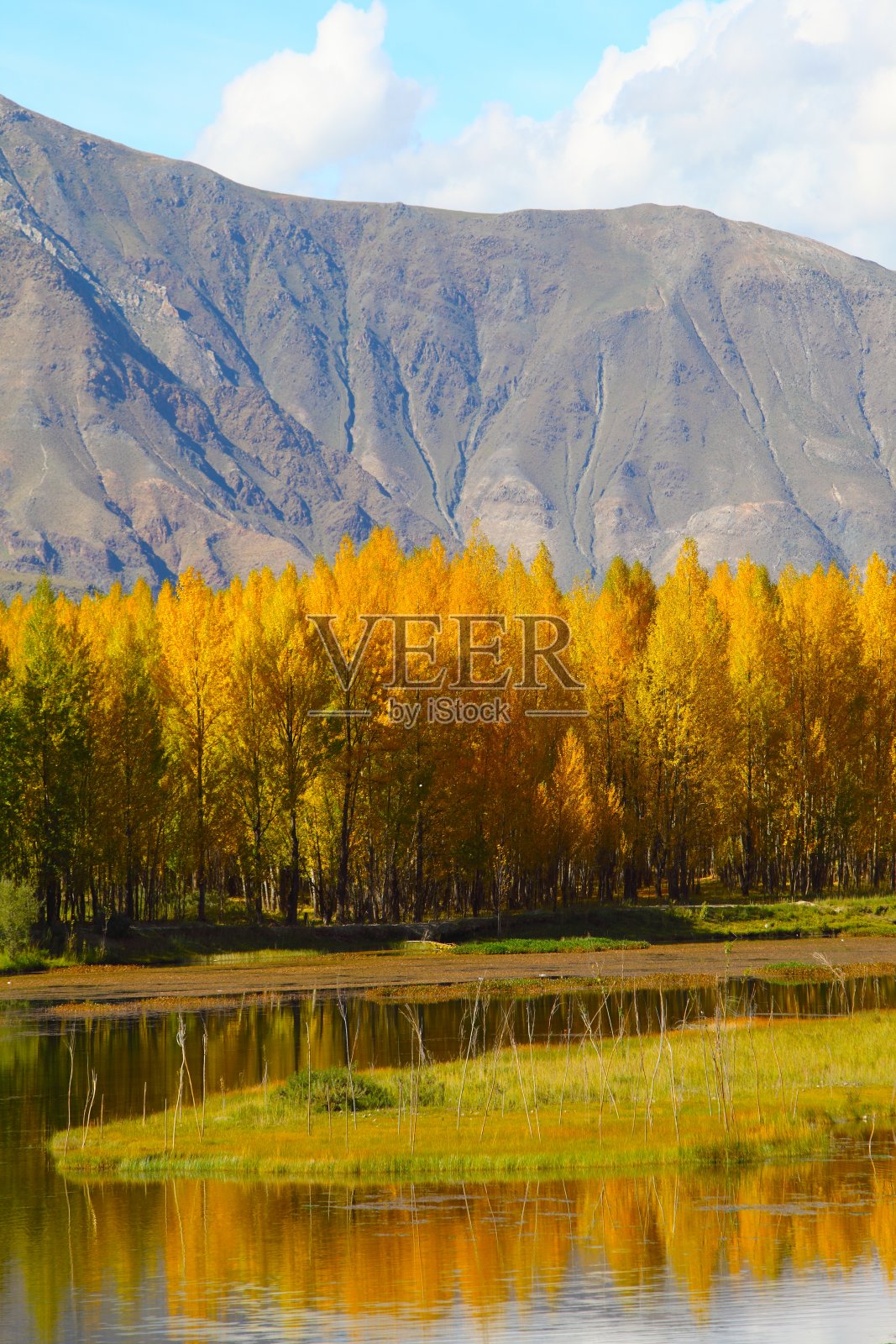 湖附近的杨树照片摄影图片