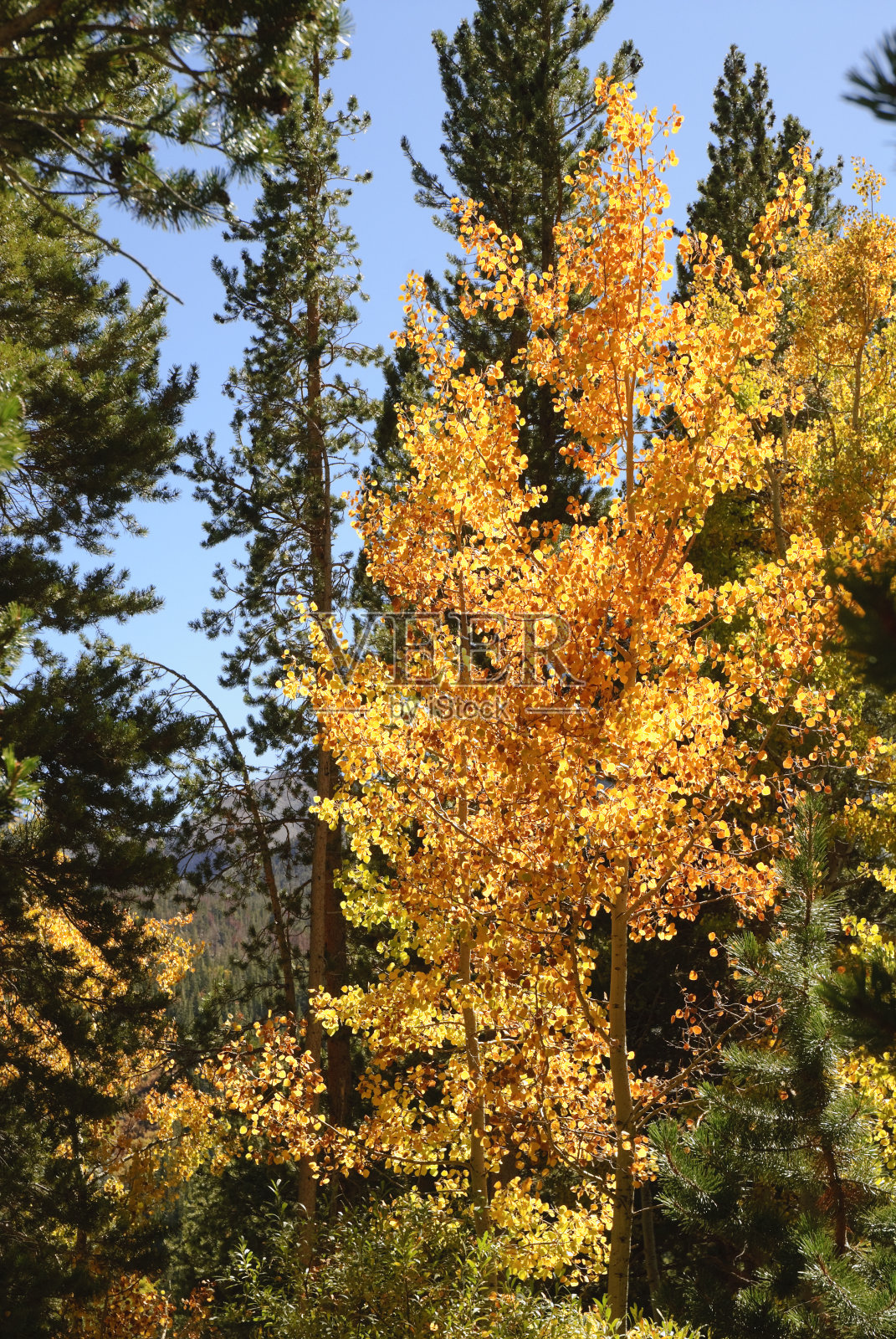 阿斯彭和松树照片摄影图片