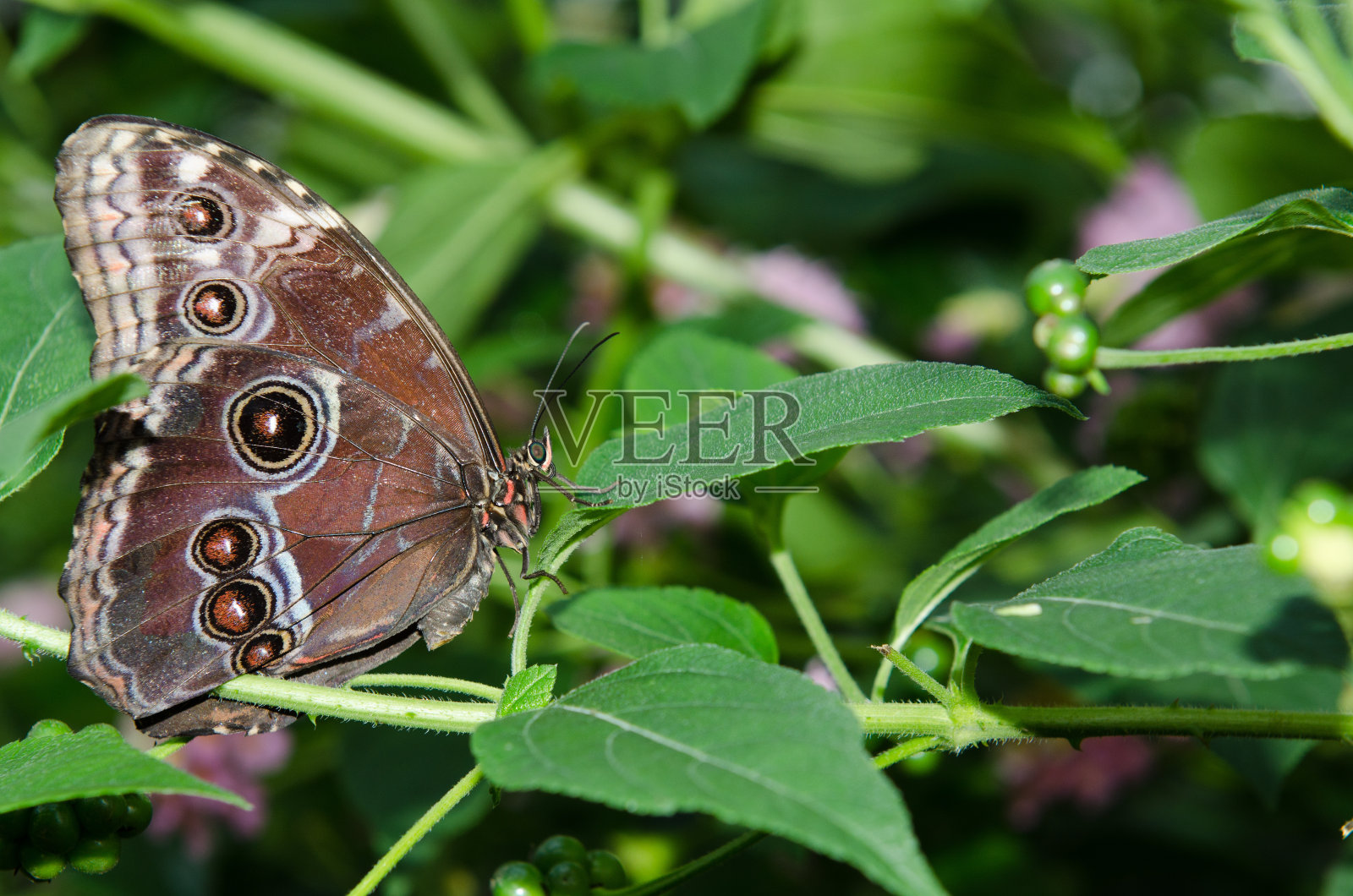 蝴蝶照片摄影图片