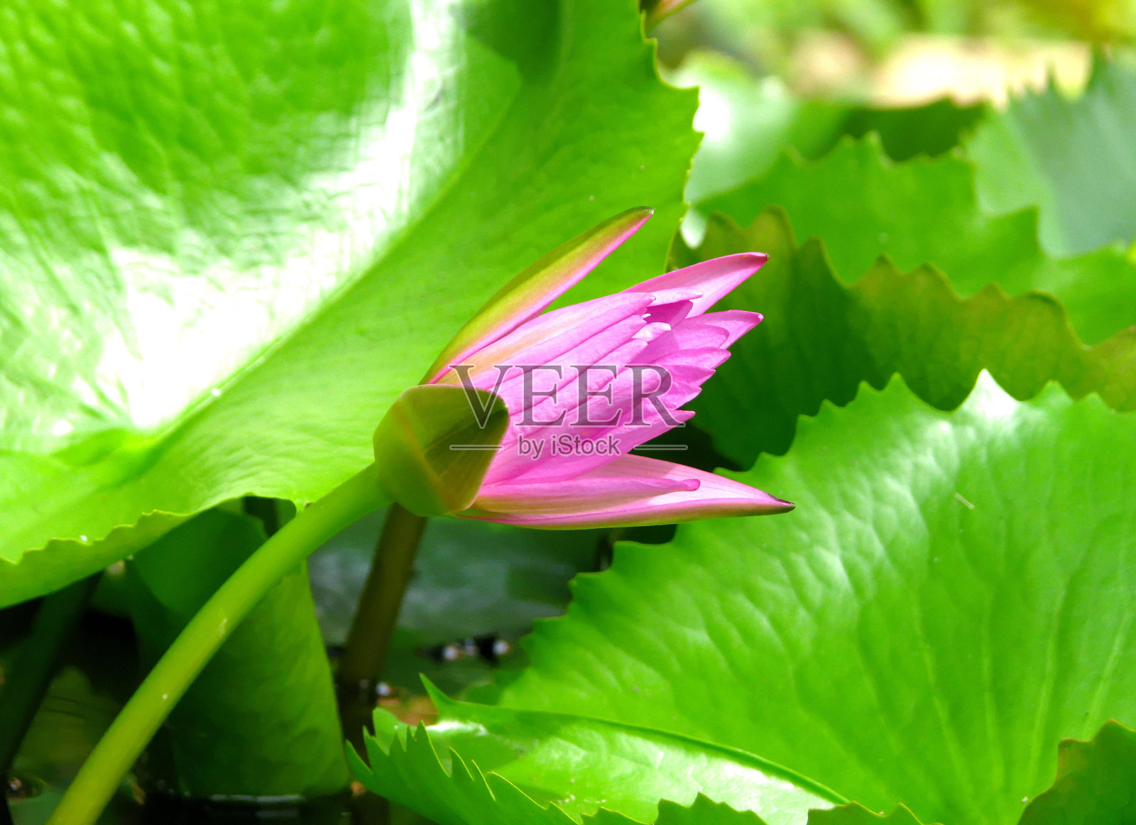 粉红色的莲花照片摄影图片