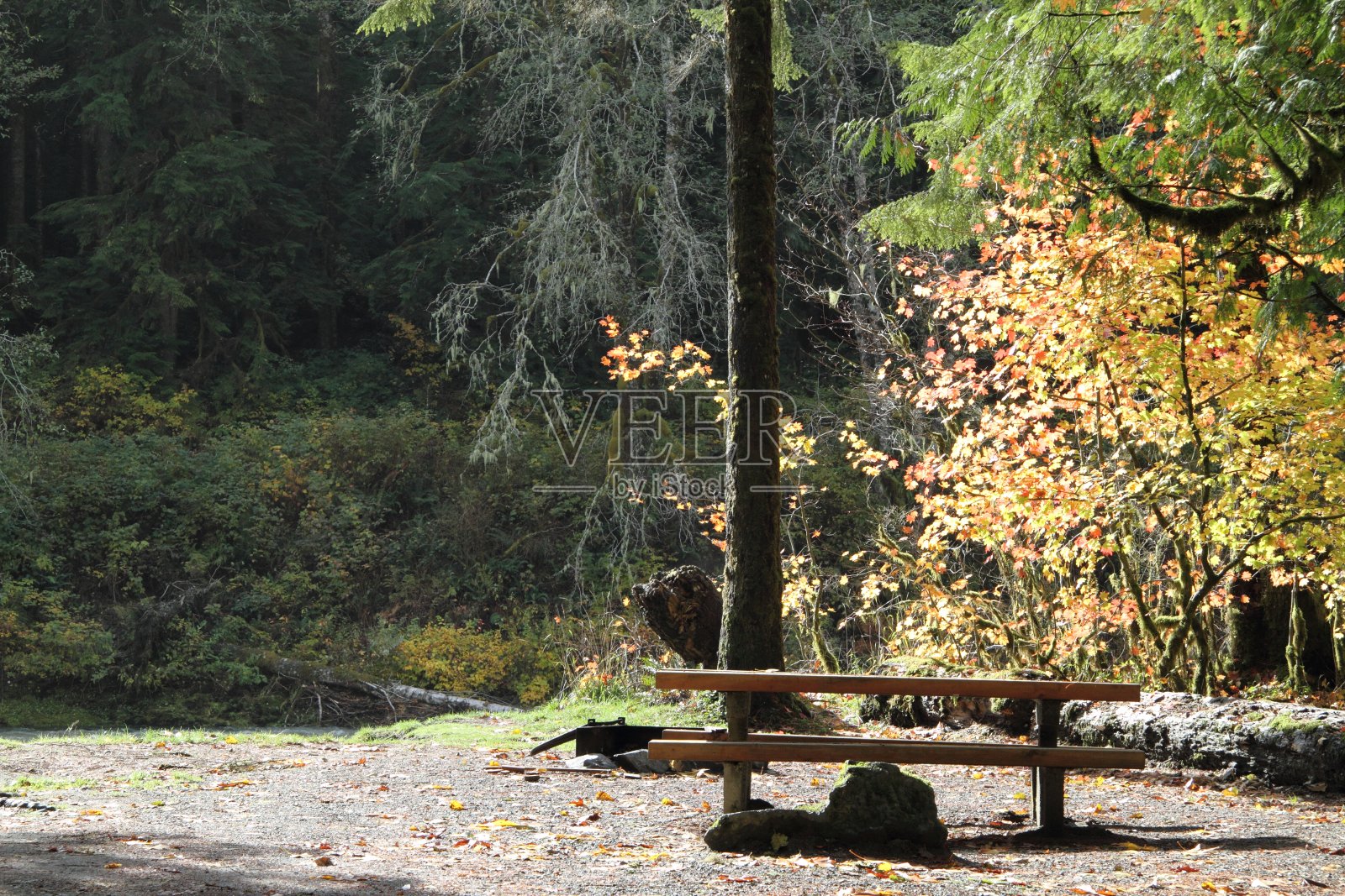 在太平洋西北部的露营地的野餐桌上。照片摄影图片