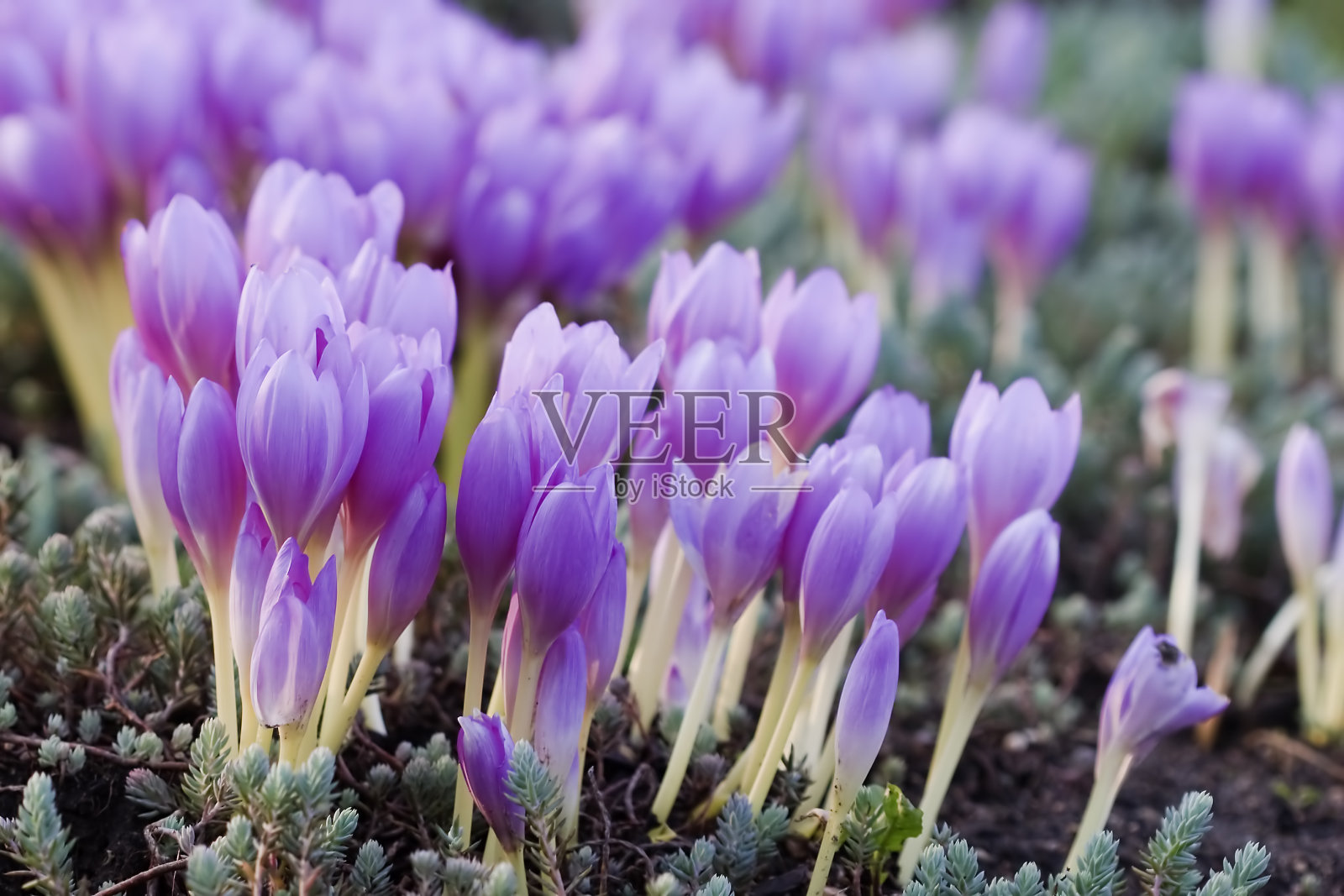 盛开的番红花照片摄影图片
