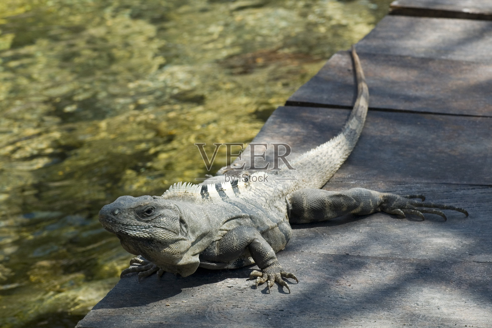 鬣蜥照片摄影图片