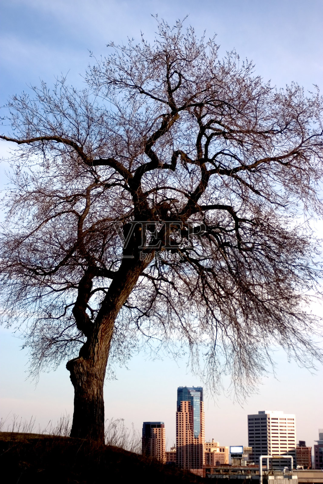 树木覆盖市区建筑照片摄影图片