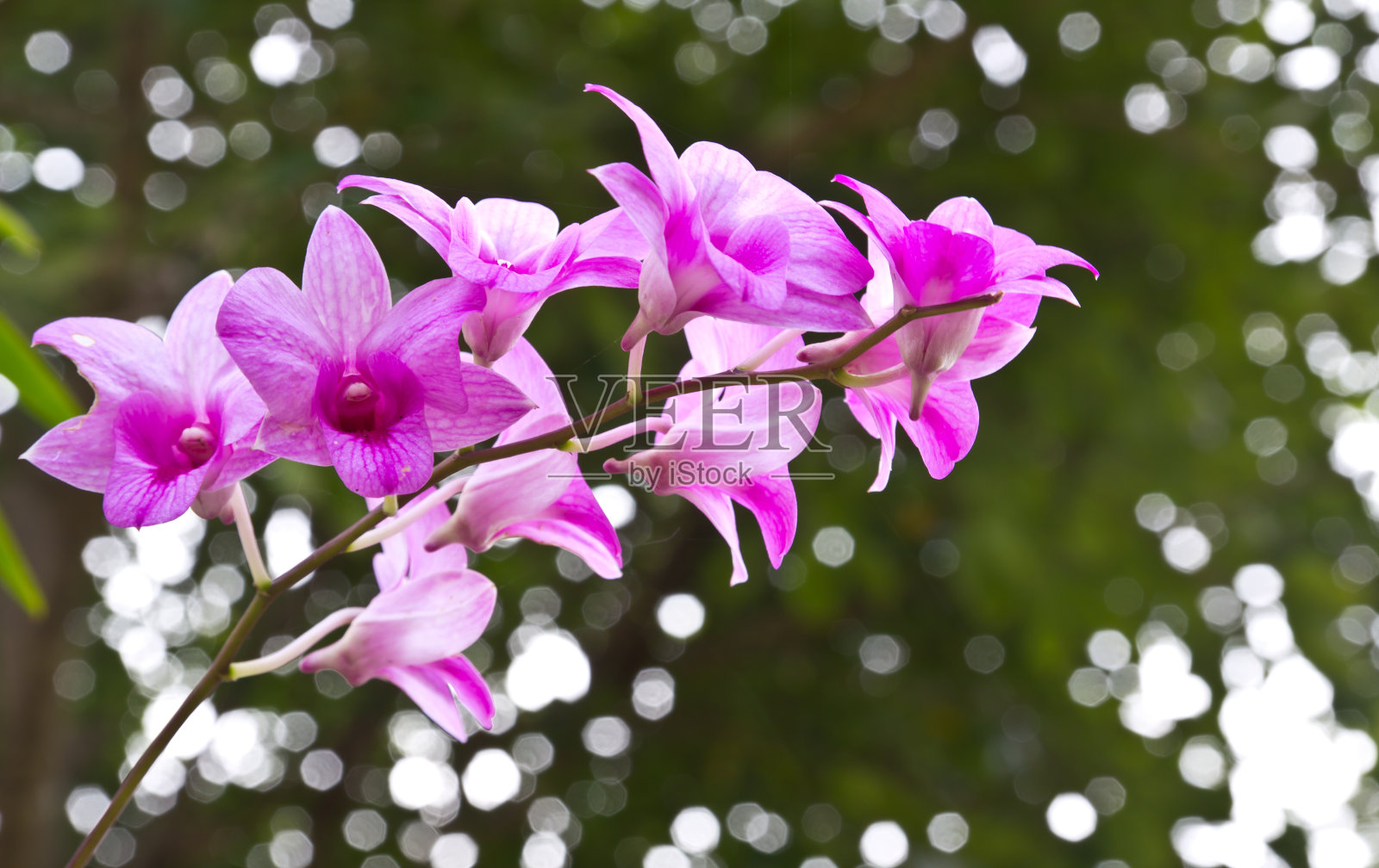 紫色的兰花照片摄影图片