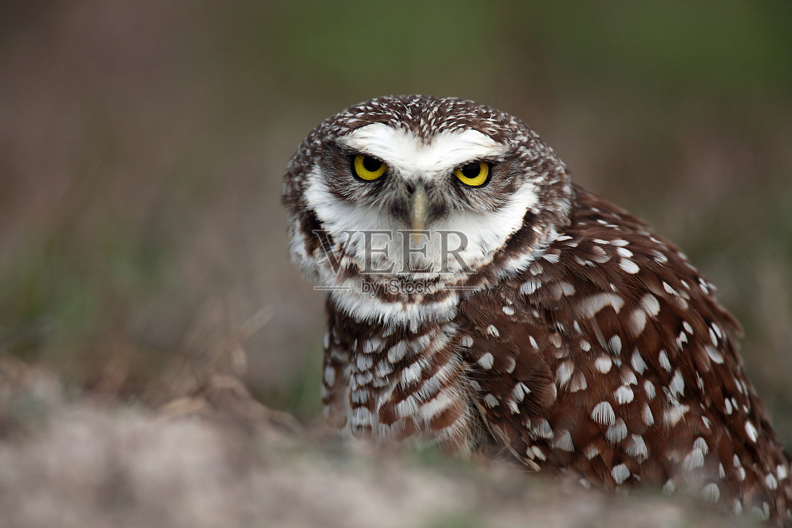 愤怒的穴居猫头鹰照片摄影图片