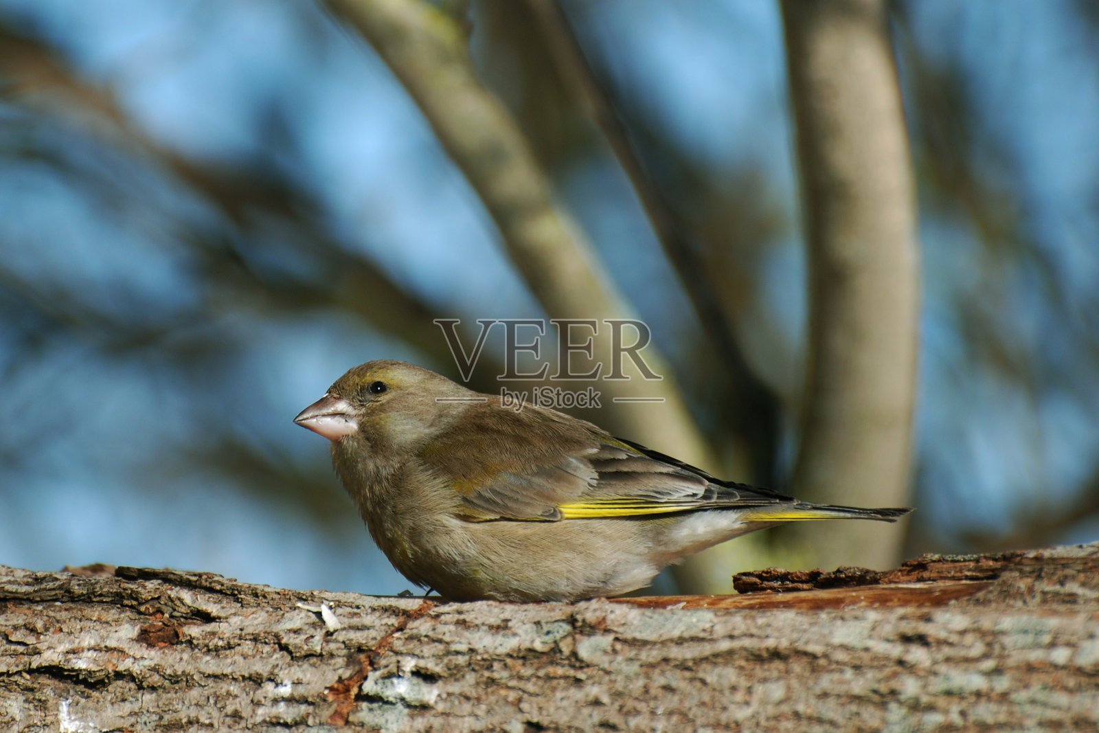 “小金翅”(Carduelis版图)照片摄影图片
