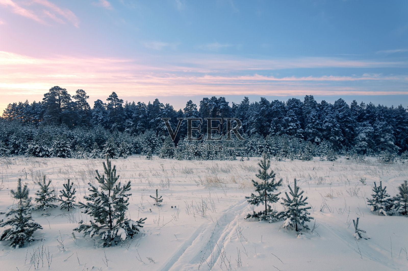 树上覆盖着白霜照片摄影图片