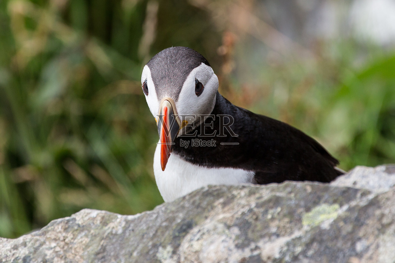 岩石后面的海雀照片摄影图片