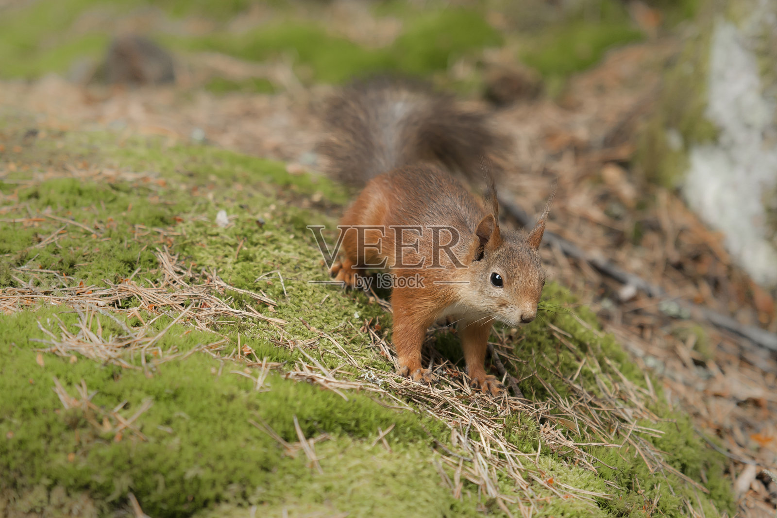 松鼠照片摄影图片