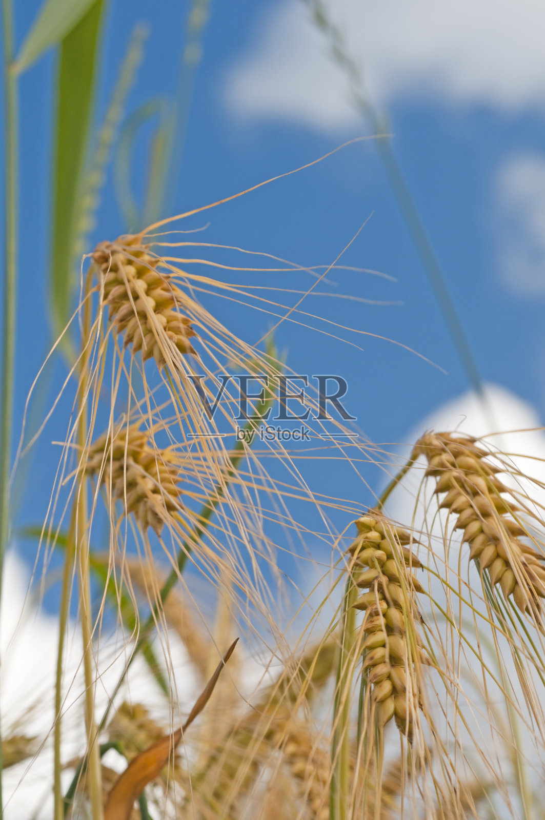 玉米田照片摄影图片