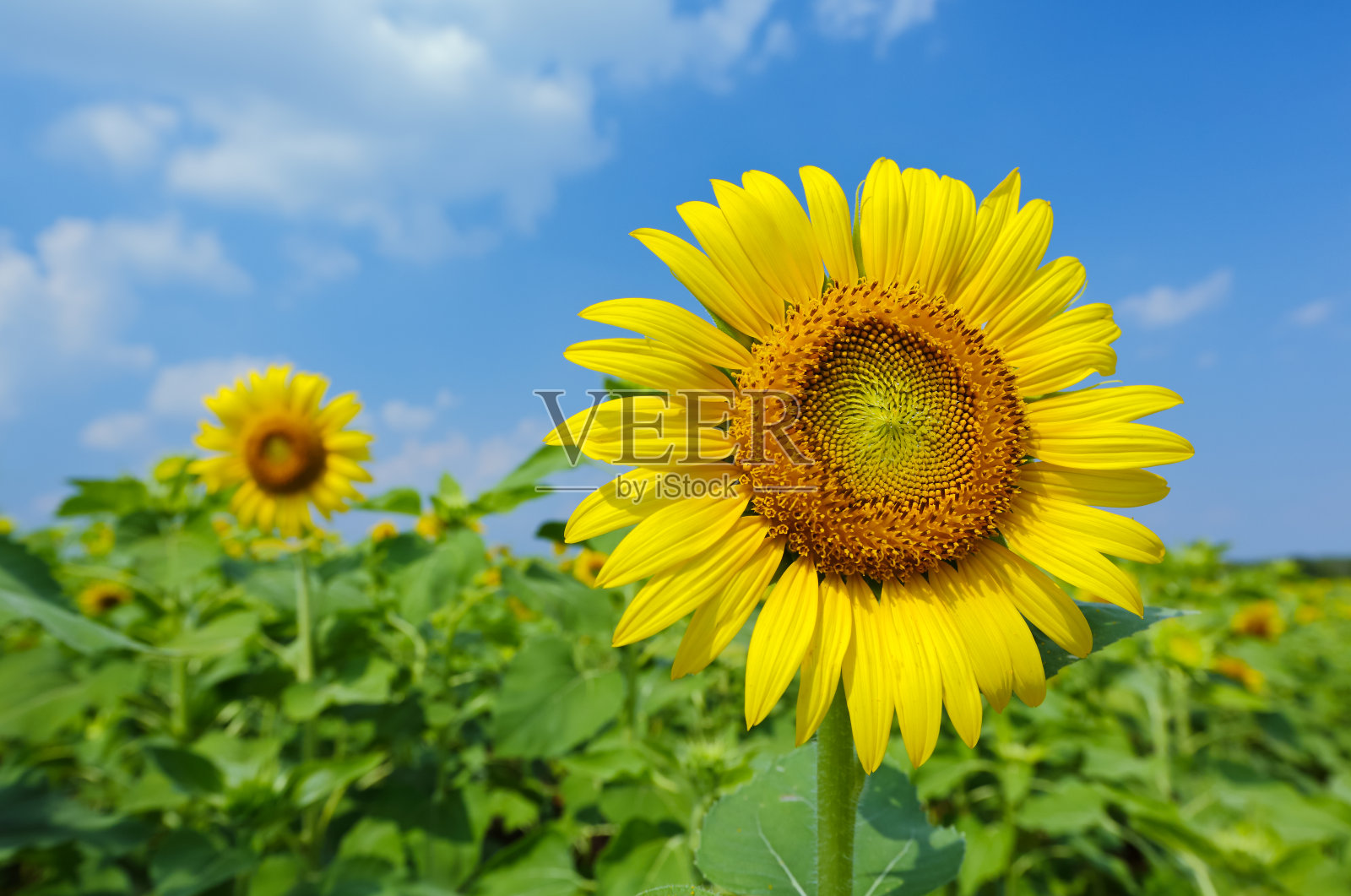 向日葵照片摄影图片