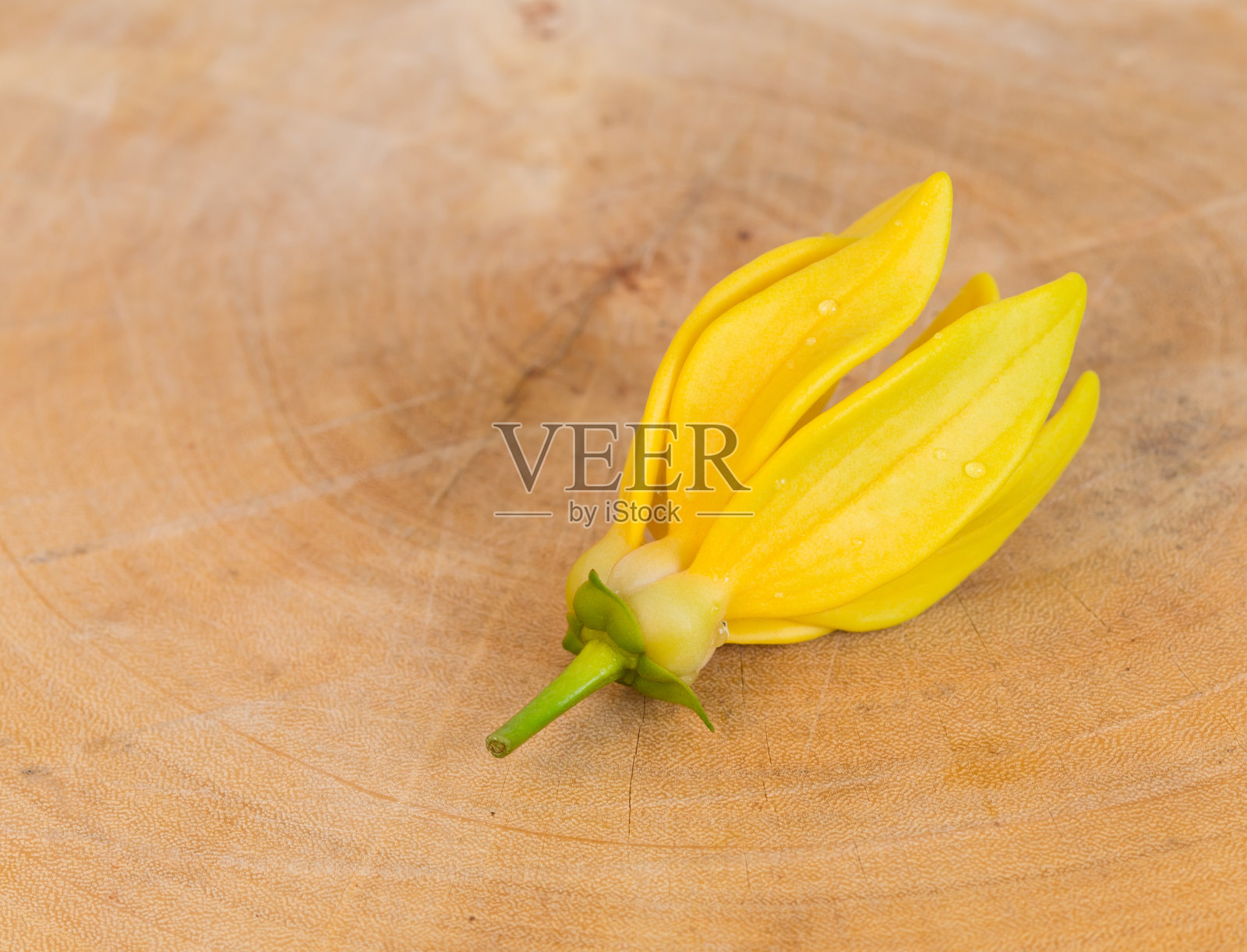 依兰花照片摄影图片