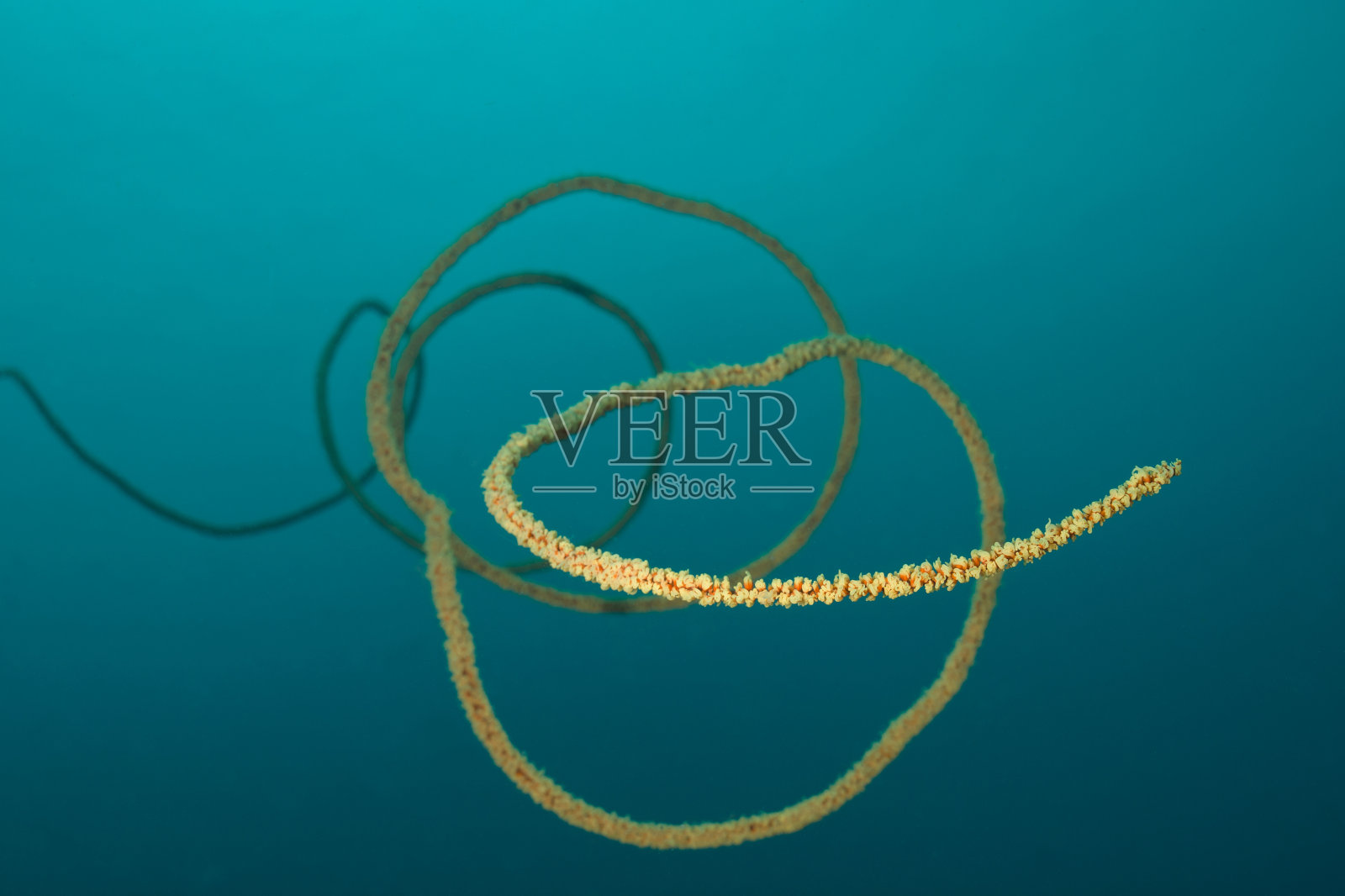 精致的海鞭(Junceella fragilis)照片摄影图片