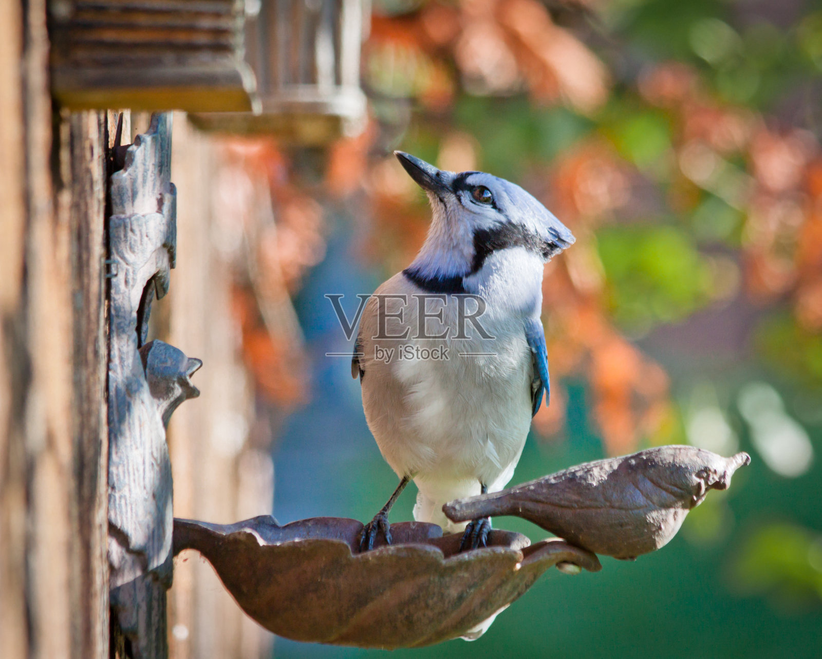 漂亮的蓝松鸦在后院照片摄影图片