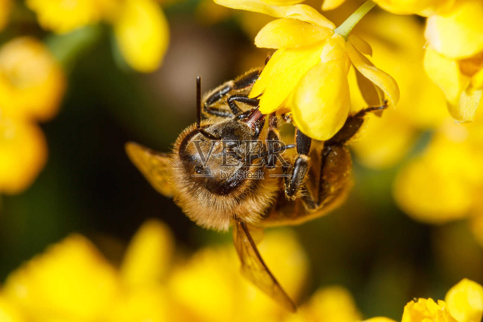 黄花上的蜜蜂照片摄影图片